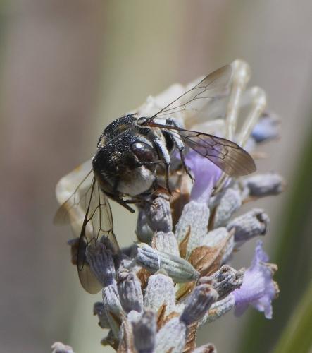 Coelioxys argentea